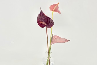 「ヒネリノハナ」